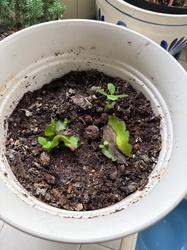 Mother of Thousands
