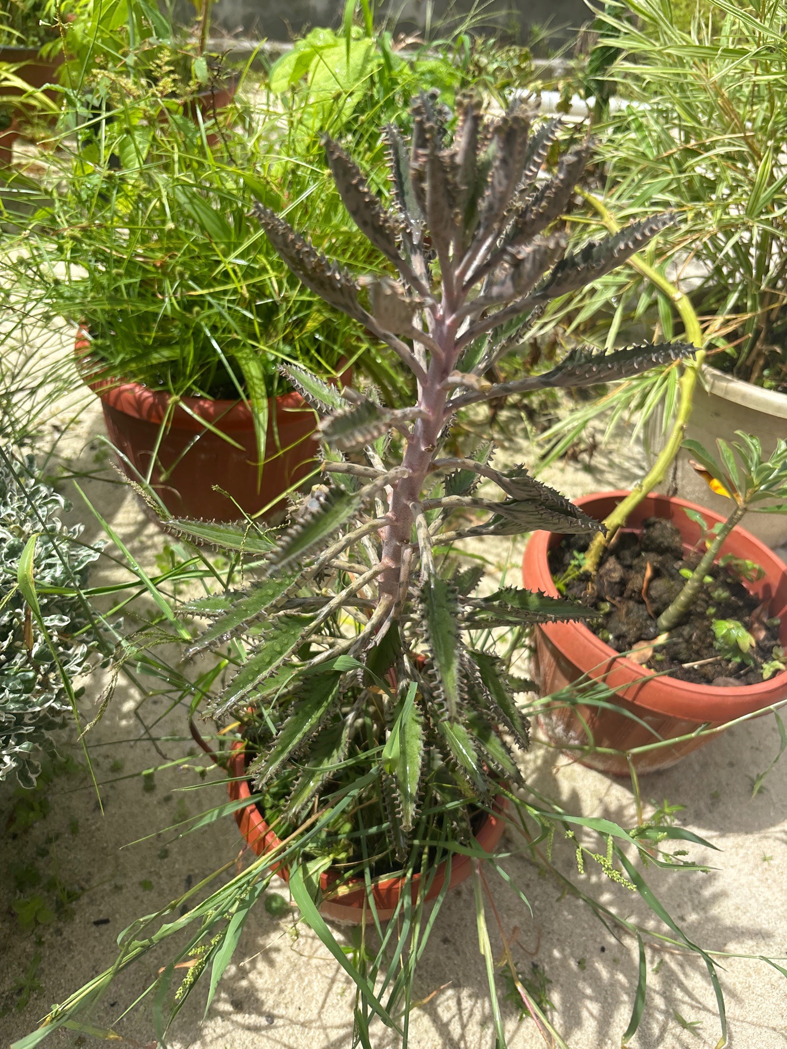 Mother of Thousands