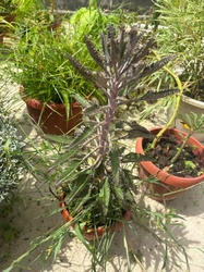 Mother of Thousands