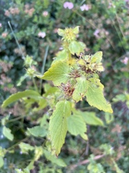 Motherwort