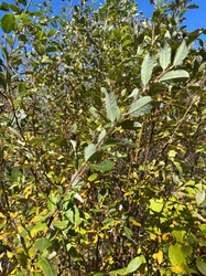 Mountain Alder