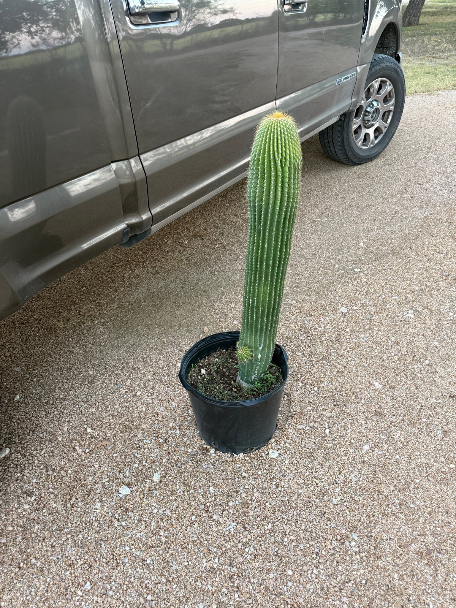 Mountain Torch Cactus