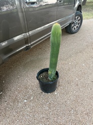 Mountain Torch Cactus