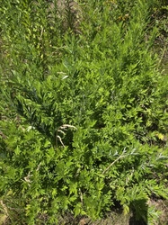 Mugwort