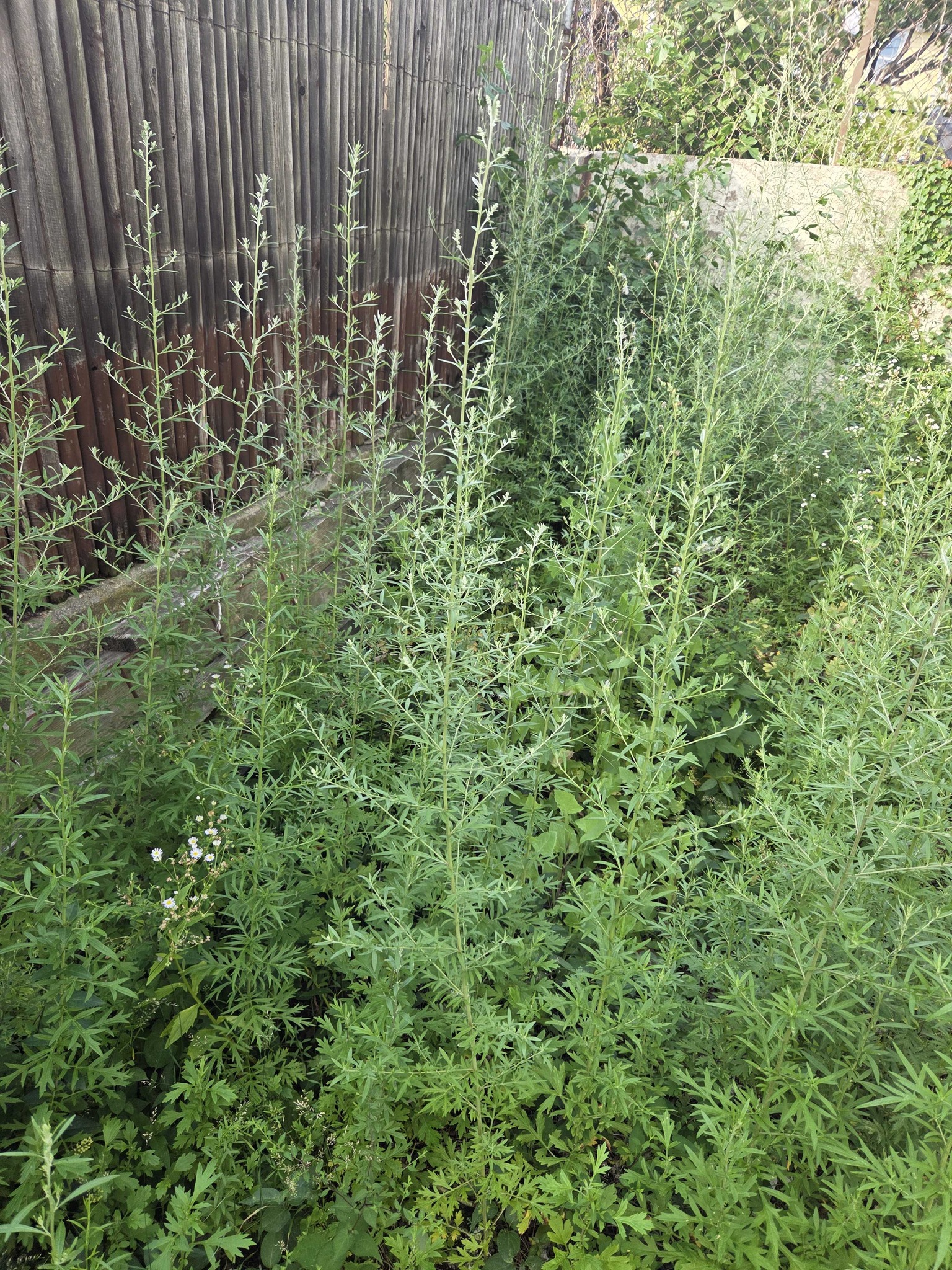 Mugwort