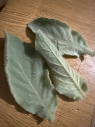Mullein