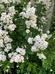 Multiflora Rose