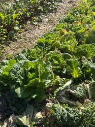 Napa Cabbage