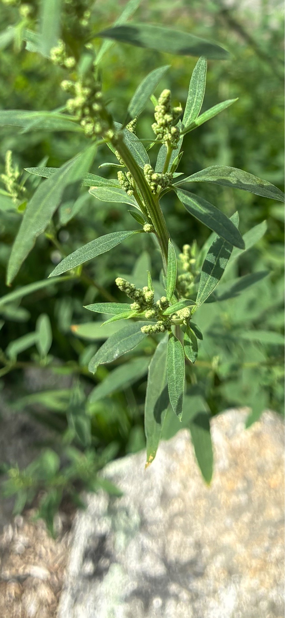 Narrowleaf Goosefoot