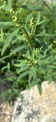 Narrowleaf Goosefoot