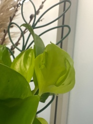 Neon Pothos