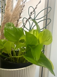 Neon Pothos