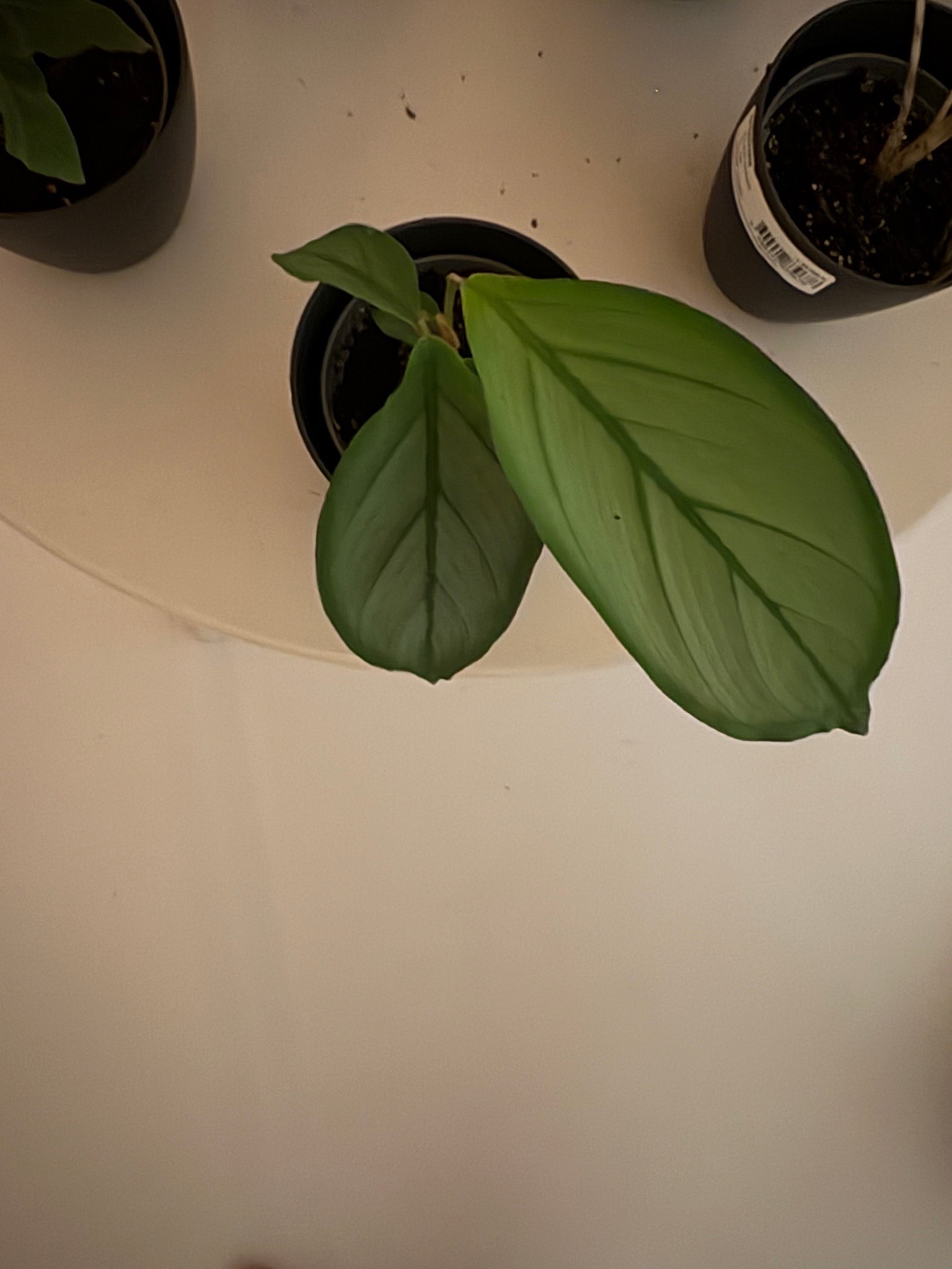 NeverNever Plant