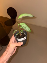 NeverNever Plant
