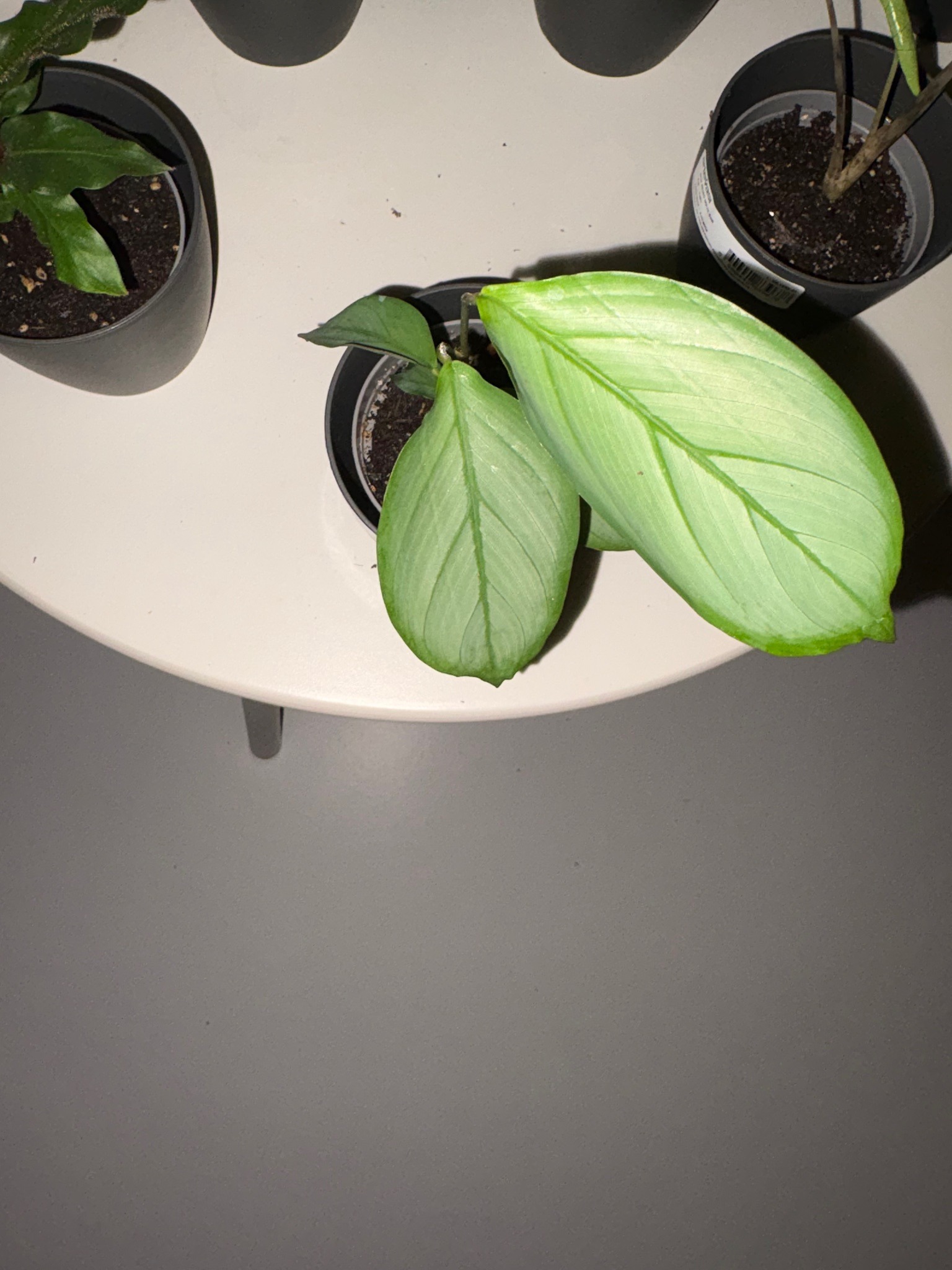 NeverNever Plant