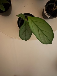 NeverNever Plant