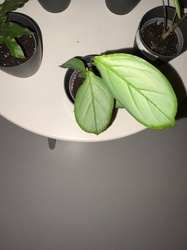 NeverNever Plant