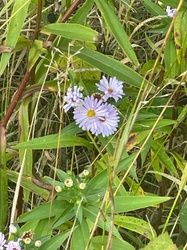 New England Aster
