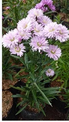 New York Aster