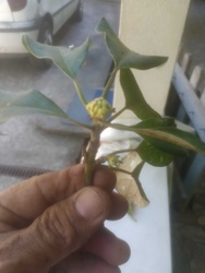 Noni