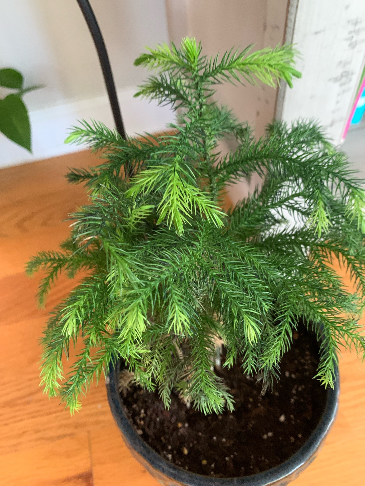 Norfolk Island Pine