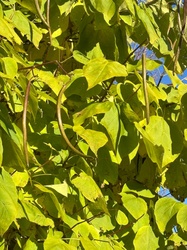Northern Catalpa