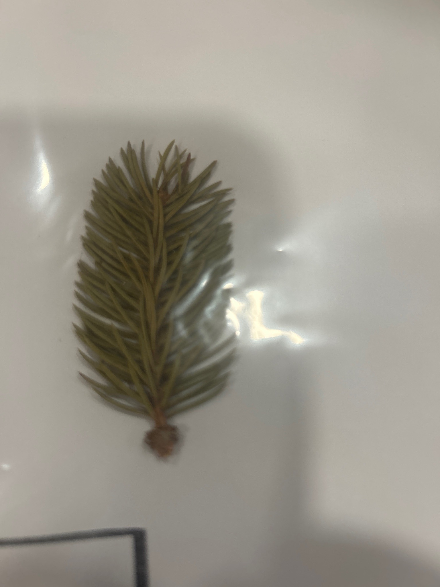 Norway Spruce