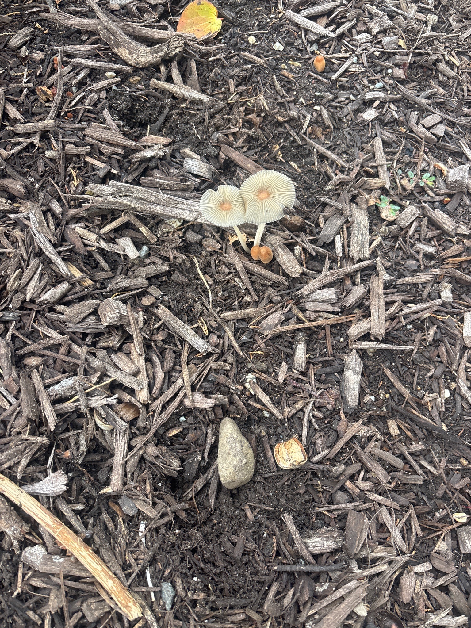 Not a plant (Fungi)