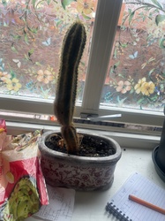 Old Man Cactus