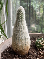 Old Man Cactus