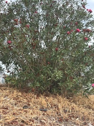 Oleander