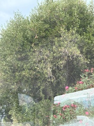 Olive Tree