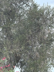 Olive tree