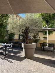 Olive tree