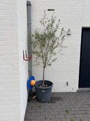 Olive tree
