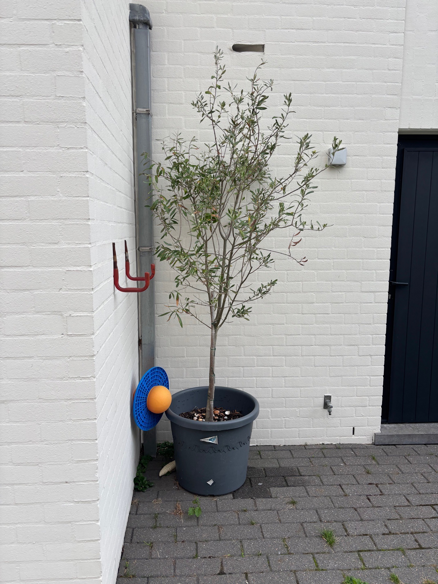 Olive tree