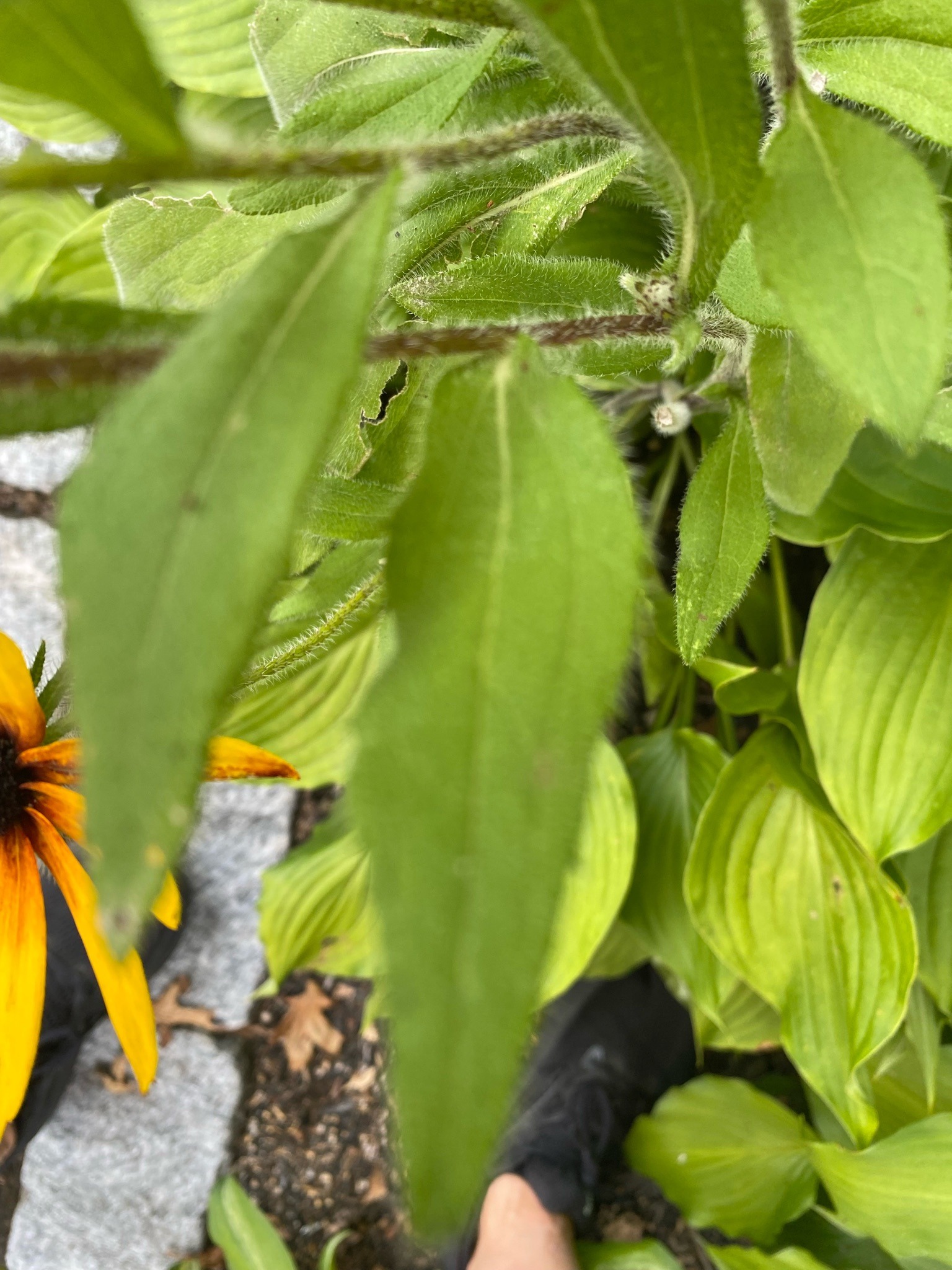 Orange Coneflower