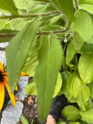 Orange Coneflower