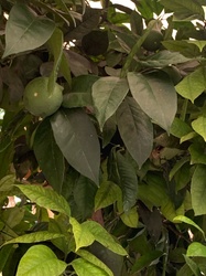 Orange Tree