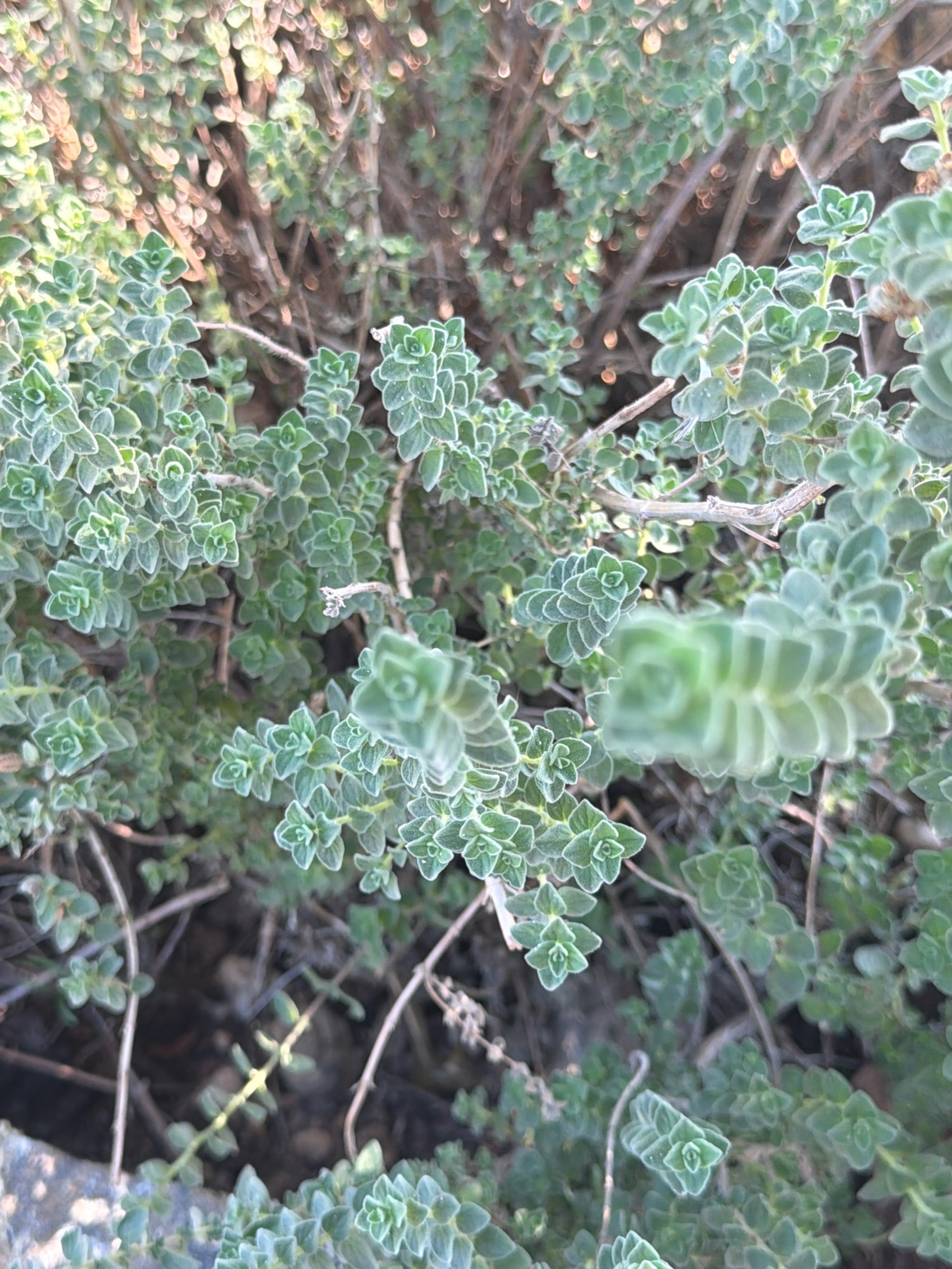 Oregano