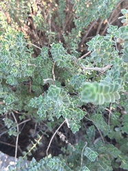 Oregano