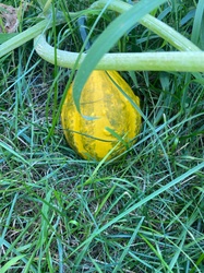 Ornamental Gourd