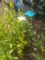Oxeye Daisy