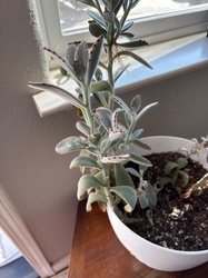 Panda Plant