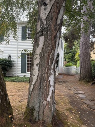 Paper Birch