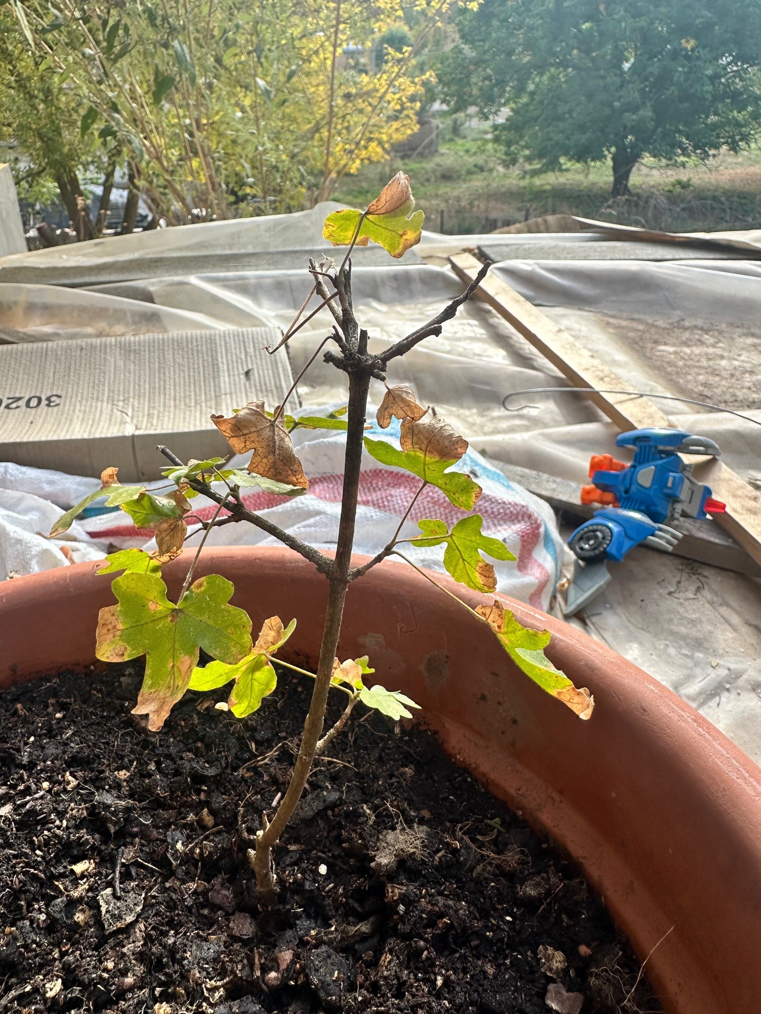 Paper Mulberry