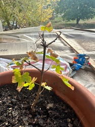 Paper Mulberry