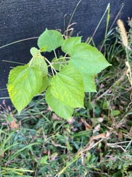 Paper Mulberry
