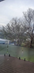 Paperbark Tree