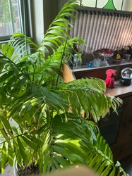 Parlor Palm